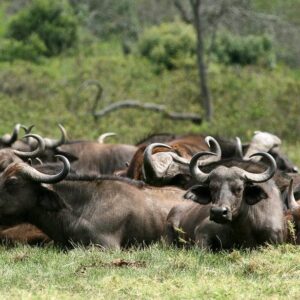 5-Day Best of Mara River Wildebeest Crossing Fly-in Trip