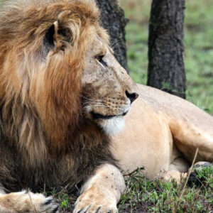 4-Day Masai Mara-Lake Nakuru 4×4 Landcruiser Safari