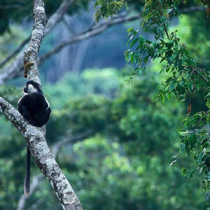 8-Day Rwanda Gorillas, Chimps and Wildlife Safari Tour