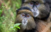 4-Day Rwanda Mountain Gorilla and Golden Monkey Safari