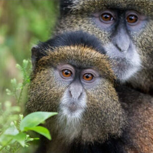 4-Day Rwanda Mountain Gorilla and Golden Monkey Safari