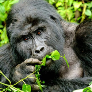 14-Day Uganda Gorilla Chimpanzees and Wildlife Safari