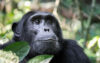 6-Day Rwanda Mountain Gorillas & Chimpanzees Tour