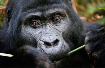 The 21st Kwita Izina Gorilla Naming in Rwanda.