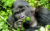 14-Day Uganda Gorilla Chimpanzees and Wildlife Safari