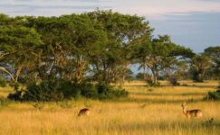 5-Day Gorillas Chimpanzee and Wildlife Safari in Uganda