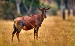 5-Day Gorillas Chimpanzee and Wildlife Safari in Uganda