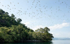 7-Day Rwanda Wild Life Safari , Chimps& Canopy Walk Tour