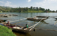 7-Day Rwanda Wild Life Safari , Chimps& Canopy Walk Tour