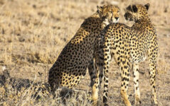 3-Day Safari from Zanzibar, Tarangire Ngorongoro Manyara