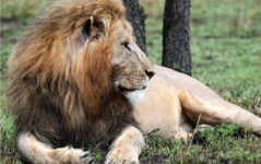 3-Day Safari from Zanzibar, Tarangire Ngorongoro Manyara