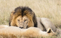 3-Day Safari from Zanzibar, Tarangire Ngorongoro Manyara