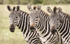 3-Day Safari from Zanzibar, Tarangire Ngorongoro Manyara