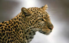 3-Day Safari from Zanzibar, Tarangire Ngorongoro Manyara