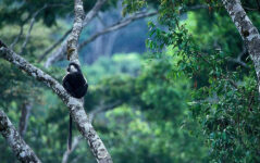7-Day Rwanda Wild Life Safari , Chimps& Canopy Walk Tour