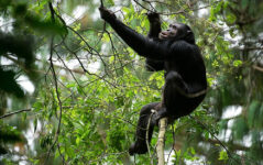 7-Day Rwanda Wild Life Safari , Chimps& Canopy Walk Tour