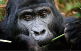 The 21st Kwita Izina Gorilla Naming in Rwanda.